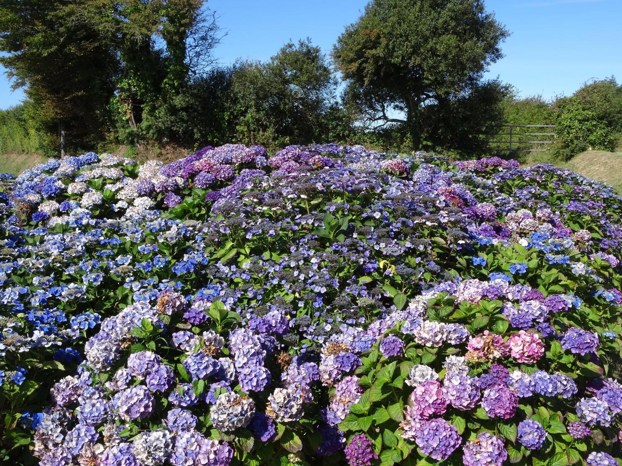 Gite "Rose Des Sables" - 800M De La Plage De Surtainville, Proche Commerces - Piscine En Juillet Et Aout エクステリア 写真