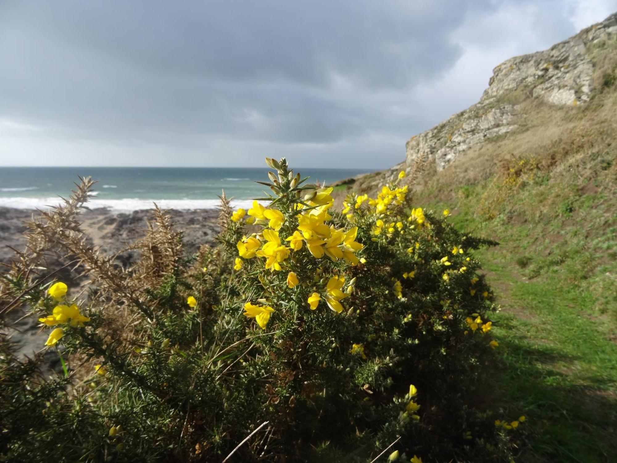 Gite "Rose Des Sables" - 800M De La Plage De Surtainville, Proche Commerces - Piscine En Juillet Et Aout エクステリア 写真